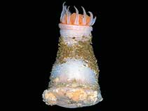 Image of Eltaninactis infundibulum 