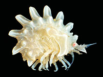 Image of Epimeria pulchra 