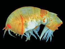 Image of Epimeria puncticulata 