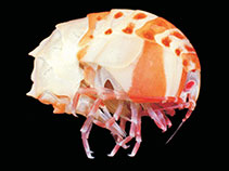 Image of Epimeria robustoides 