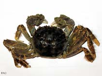Image of Eriocheir sinensis (Chinese mitten crab)