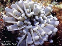 Image of Euphyllia cristata (Fat tentacle torch coral)