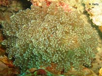 Image of Fimbriaphyllia divisa (Frogspawn coral)