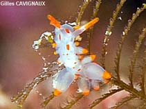 Image of Eubranchus farrani (Yellow sea slug)