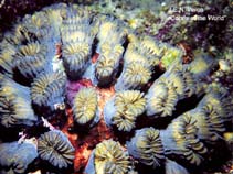 Image of Eusmilia fastigiata (Smooth flower coral)