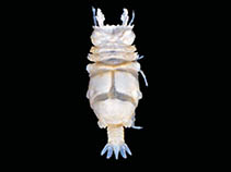 Image of Euneognathia gigas 