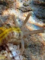 Image of Euapta godeffroyi (Sticky snake sea cucumber)