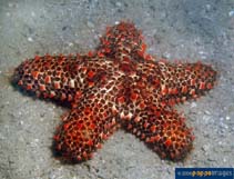 Image of Euretaster insignis (Striking sea star)