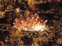 Image of Eubranchus pallidus 