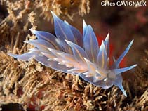 Image of Eubranchus tricolor (Painted balloon aeolis)