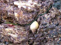 Image of Eulalia viridis (Greenleaf worm)