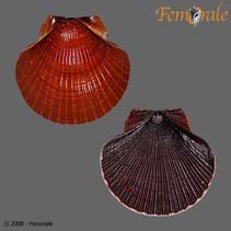 Image of Euvola ziczac (Zigzag scallop)