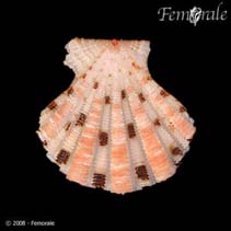 Image of Excellichlamys spectabilis (Spectacular scallop)