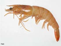 Image of Penaeus aztecus (Northern brown shrimp)