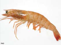 Image of Penaeus duorarum (Pink shrimp)
