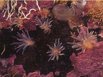 Image of Fagesia lineata (Lined anemone)