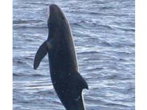Image of Feresa attenuata (Pygmy killer whale)