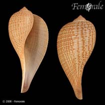 Image of Ficus gracilis (Graceful fig shell)