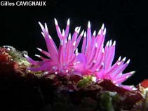 Image of Flabellina pedata (Pink coryphella)