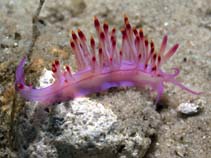 Image of Flabellina rubrolineata (Red-lined flabellina)