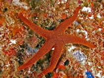 Image of Fromia indica (Indian sea star)