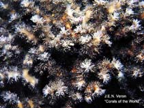 Image of Galaxea acrhelia (Stony hard coral)