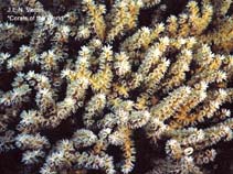 Image of Galaxea horrescens (Hard coral)