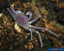 Image of Chaceon affinis (Deep-sea red crab)