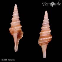 Image of Gemmula hindsiana 