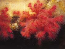 Image of Gersemia rubiformis (Sea strawberry)