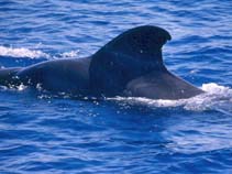 Image of Globicephala macrorhynchus (Short-finned pilot whale)