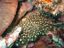 Image of Goniopora columna (Anemone coral)