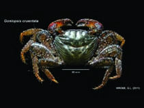 Image of Goniopsis cruentata (Purple mangrove crab)