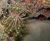 Image of Goniopora djiboutiensis (Flowerpot coral)