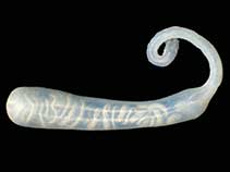Image of Golfingia margaritacea (Peanut worm)