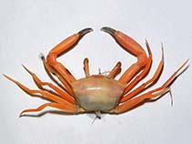 Image of Goneplax rhomboides (Angular crab)