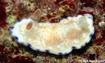 Image of Goniobranchus rufomaculatus 