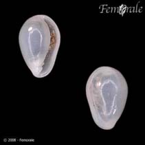 Image of Granulina margaritula (Pear marginella)