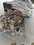 Image of Gyrineum natator (Tuberculara gyre triton)