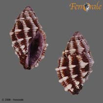 Image of Habromorula biconica (Biconic rock shell)