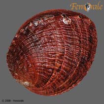 Image of Haliotis gigantea (Giant abalone)
