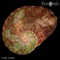 Image of Haliotis ovina (Oval abalone)