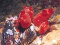 Image of Halocynthia pyriformis (Sea peach)