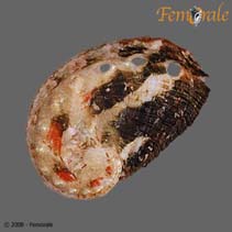 Image of Haliotis unilateralis 