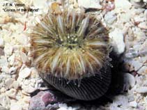 Image of Heterocyathus aequicostatus (Striped bum coral)
