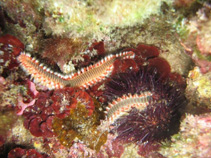 Image of Hermodice carunculata (Bearded fire worm)