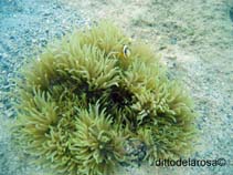 Image of Heteractis malu (Delicate sea anemone)