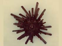Image of Heterocentrotus mamillatus (Red pencil urchin)