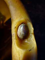 Image of Helcion pellucidus (Translucid limpet)