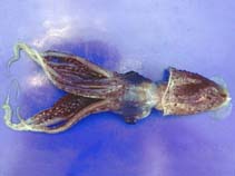 Image of Histioteuthis bonnellii (Umbrella squid)
